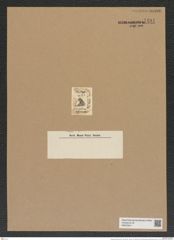 Triceratium africanum Ehr. (de-Toni-Nr.: Genus 140, Species 4031) Zeichnungen Sammlung Grunow Nr. 7491 (NHMW-BOT-W0376611)